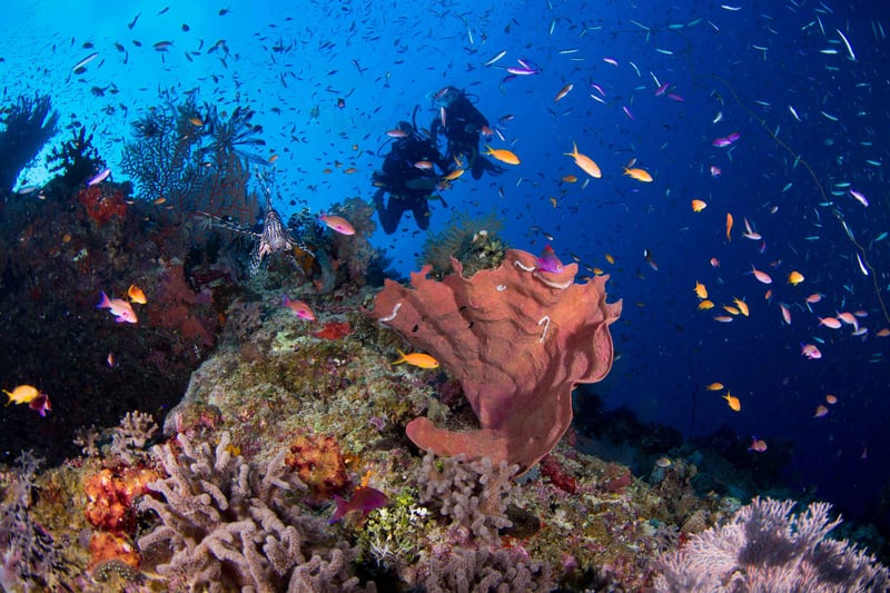 divers great barrier reef copy